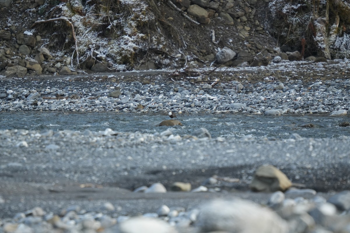 White-throated Dipper - ML638934543