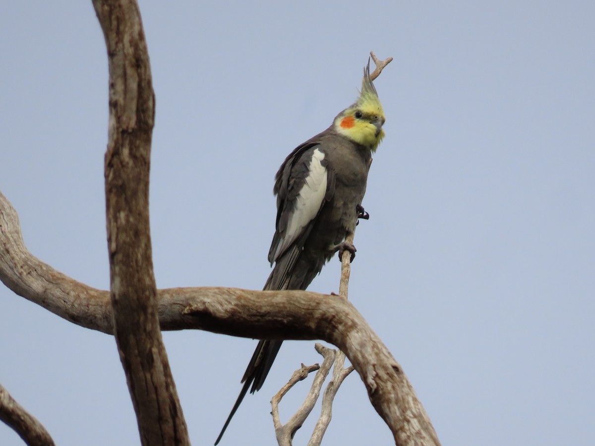 Cockatiel - ML638934548