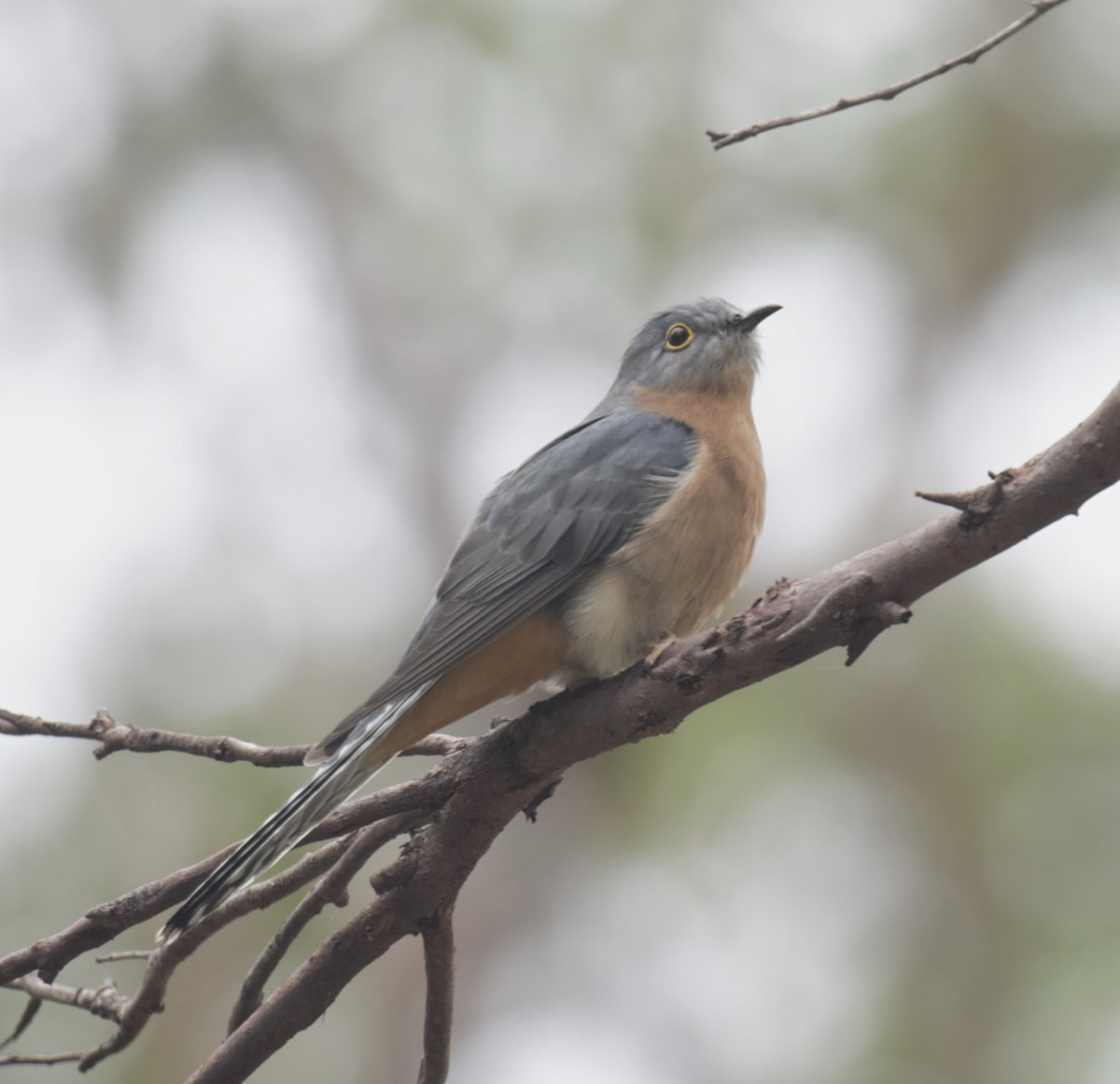 Fan-tailed Cuckoo - ML638934549
