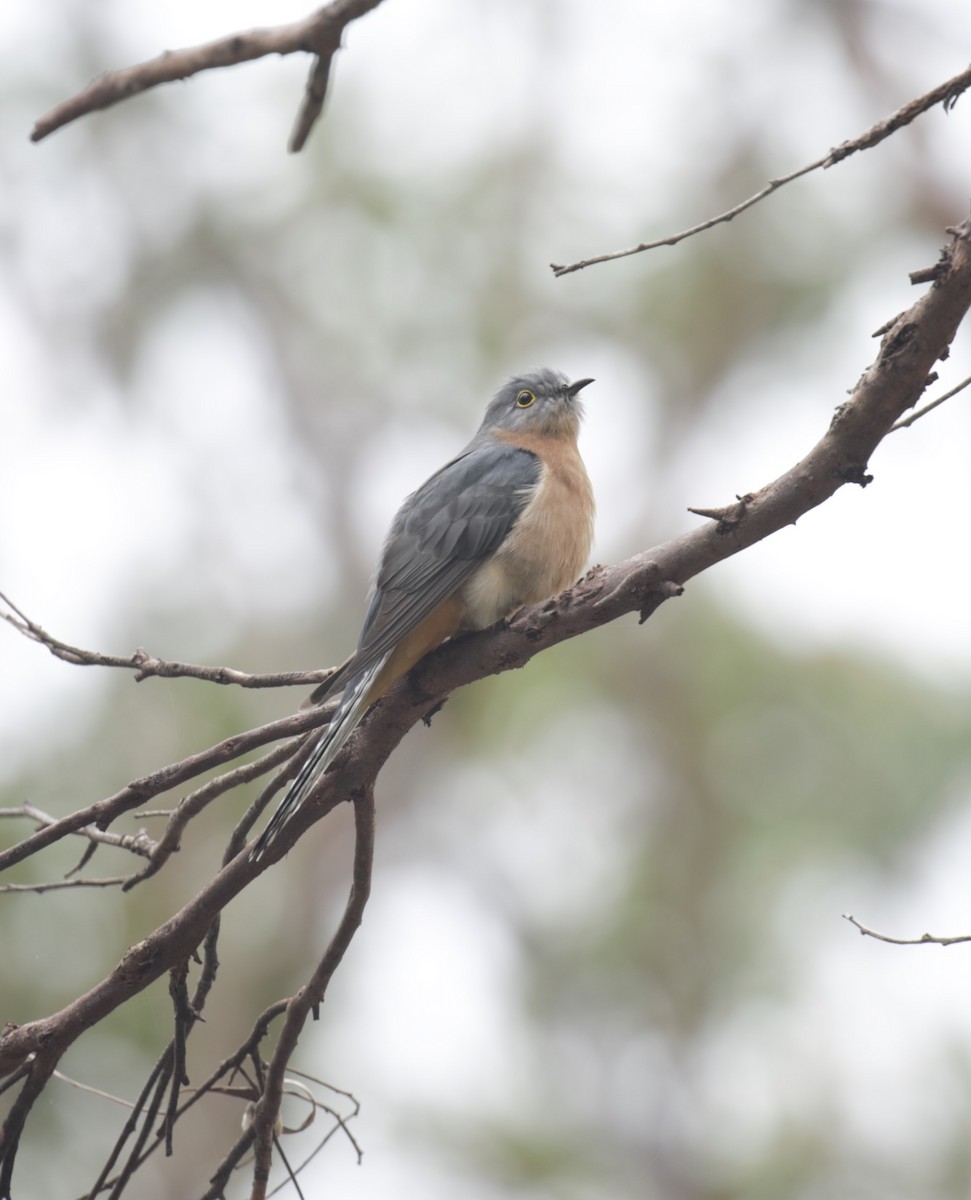 Fan-tailed Cuckoo - ML638934550