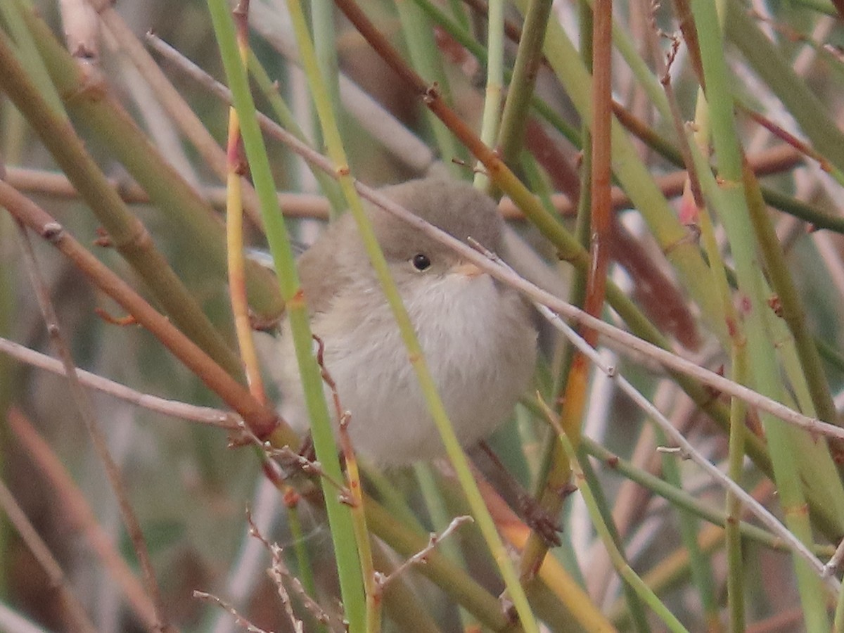 White-winged Fairywren (Blue-and-white) - ML638934551