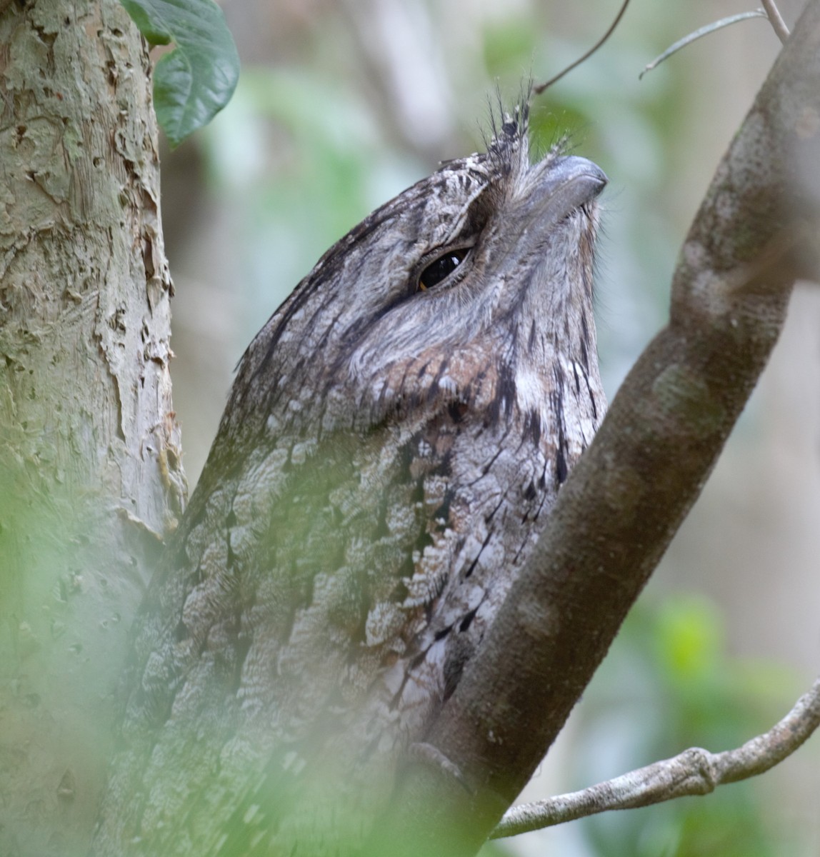 Tawny Frogmouth - ML638934552
