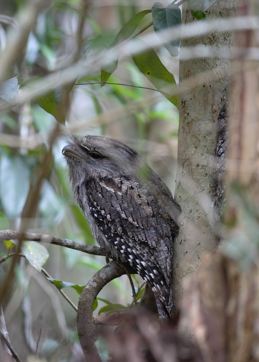 Tawny Frogmouth - ML638934553