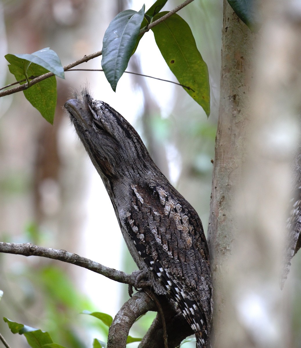 Tawny Frogmouth - ML638934554