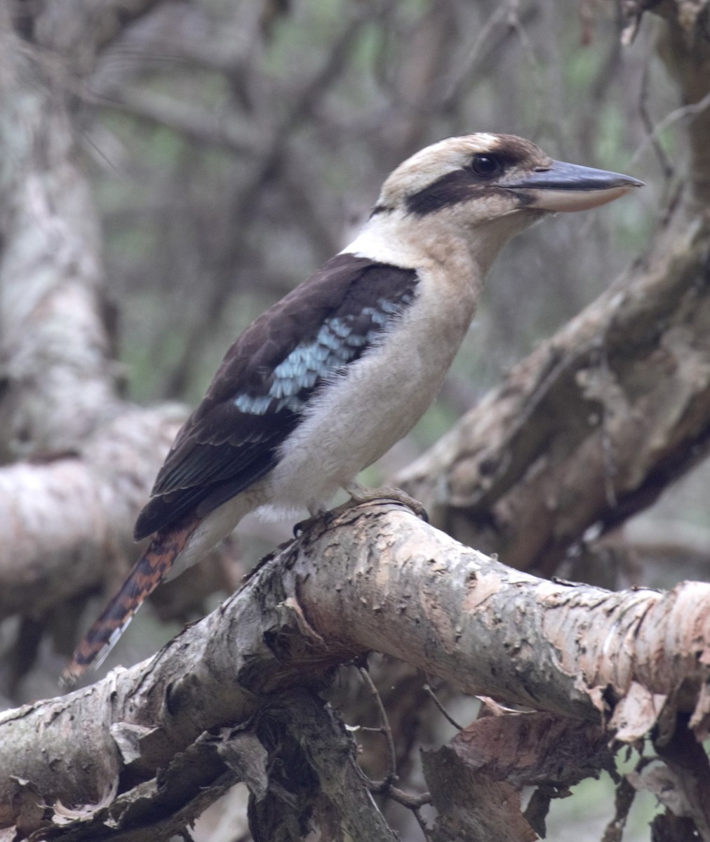 Laughing Kookaburra - ML638934555