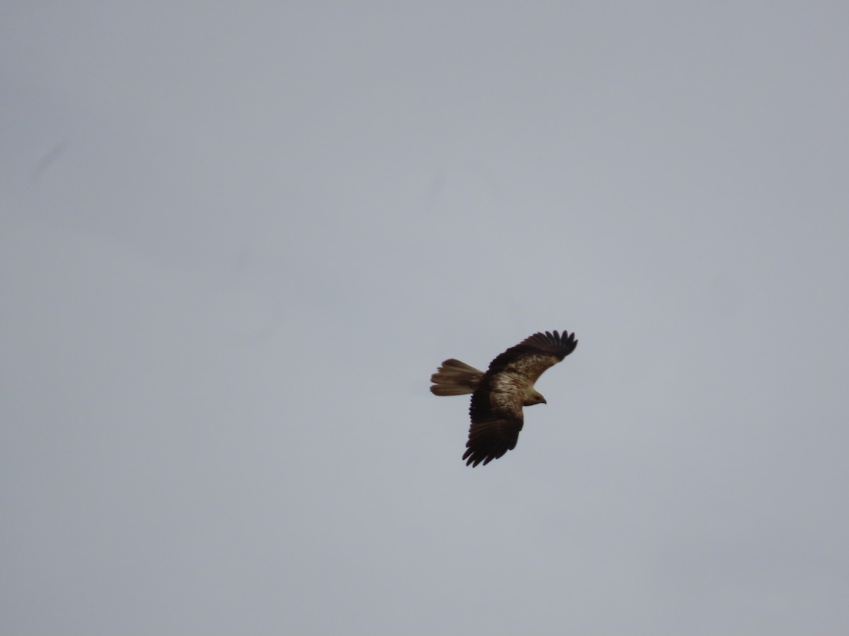 Whistling Kite - ML638934556