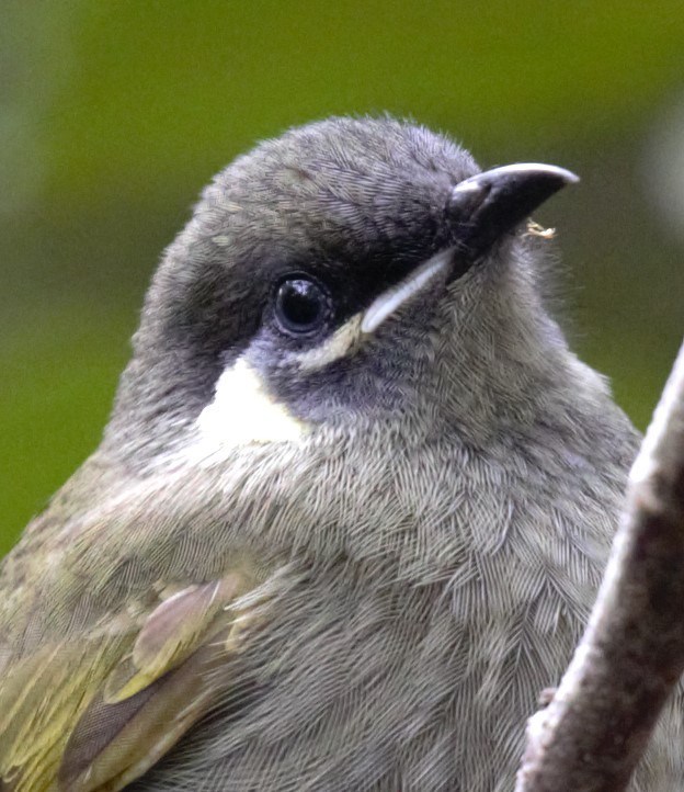 Lewin's Honeyeater - ML638934561