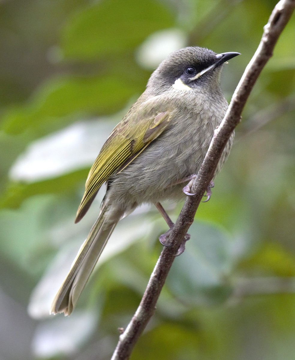 Lewin's Honeyeater - ML638934563