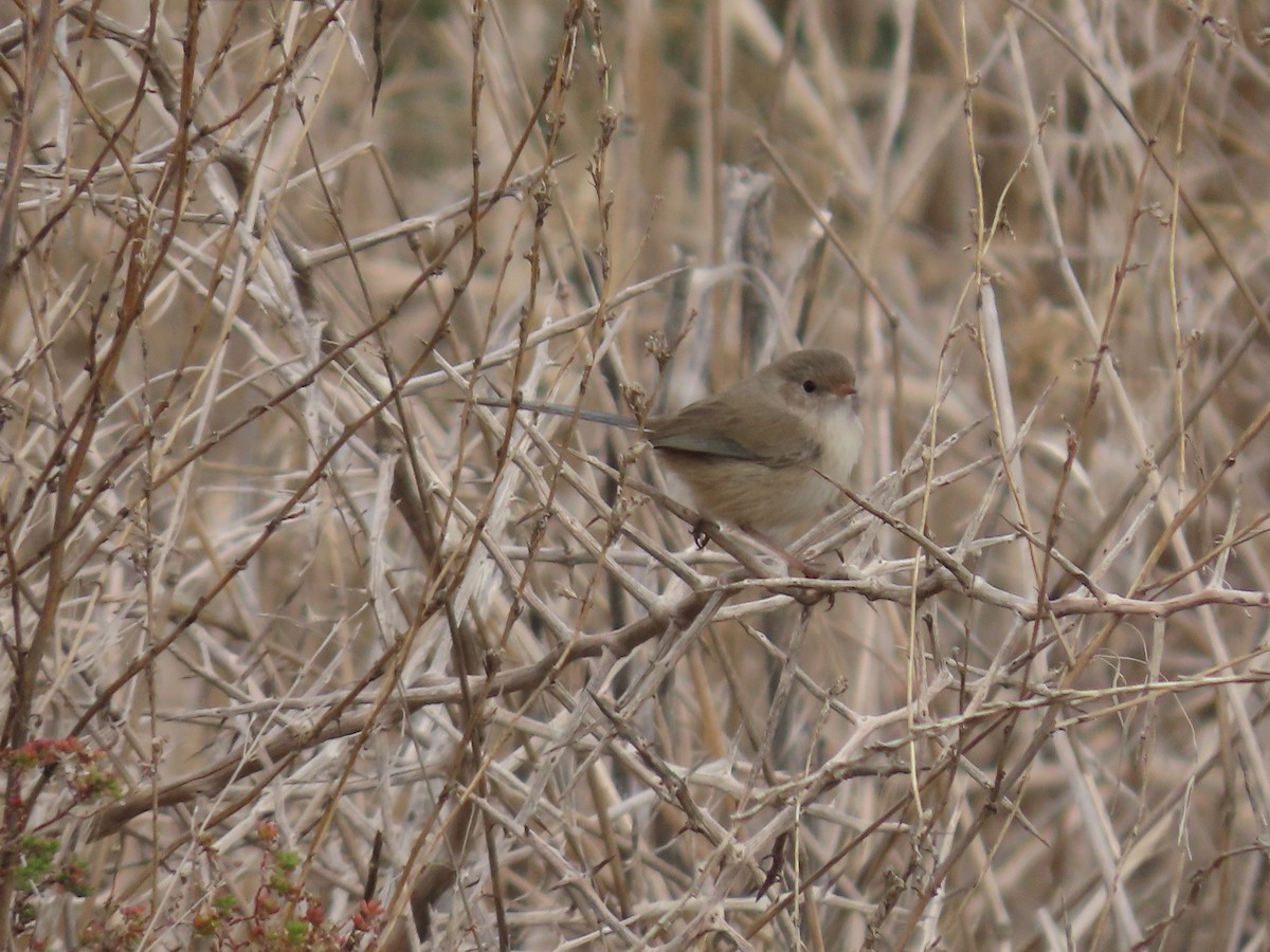White-winged Fairywren (Blue-and-white) - ML638934564