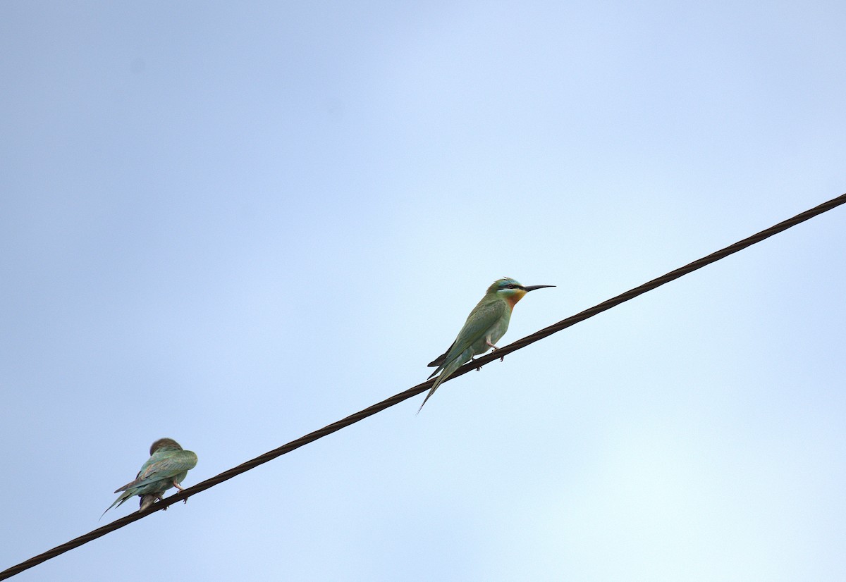 Blue-cheeked Bee-eater - ML638934566