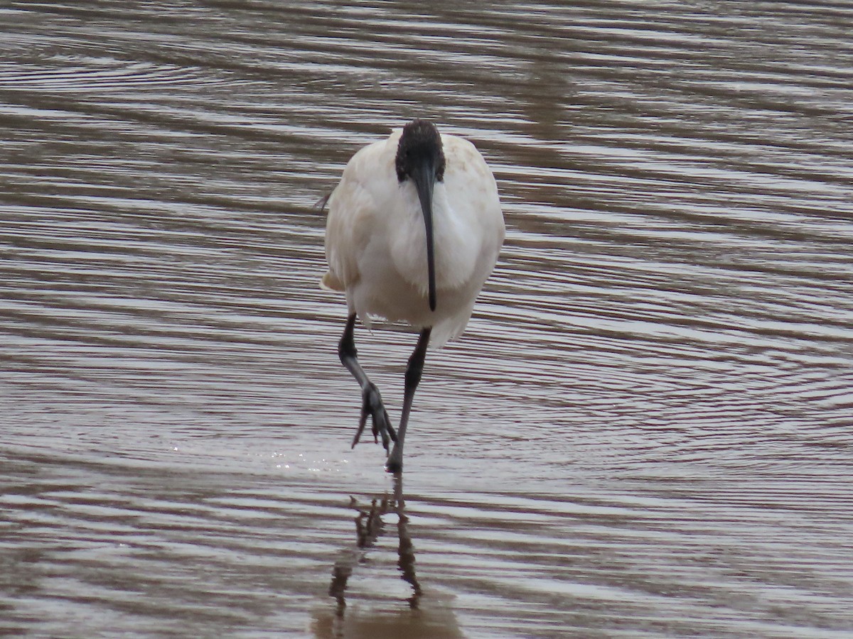 Australian Ibis - ML638934584