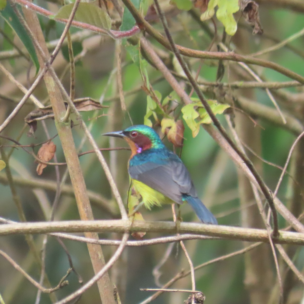 Ruby-cheeked Sunbird - ML638934589