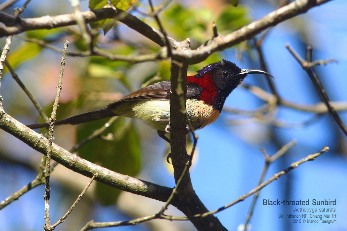 Black-throated Sunbird (Black-throated) - ML638934591