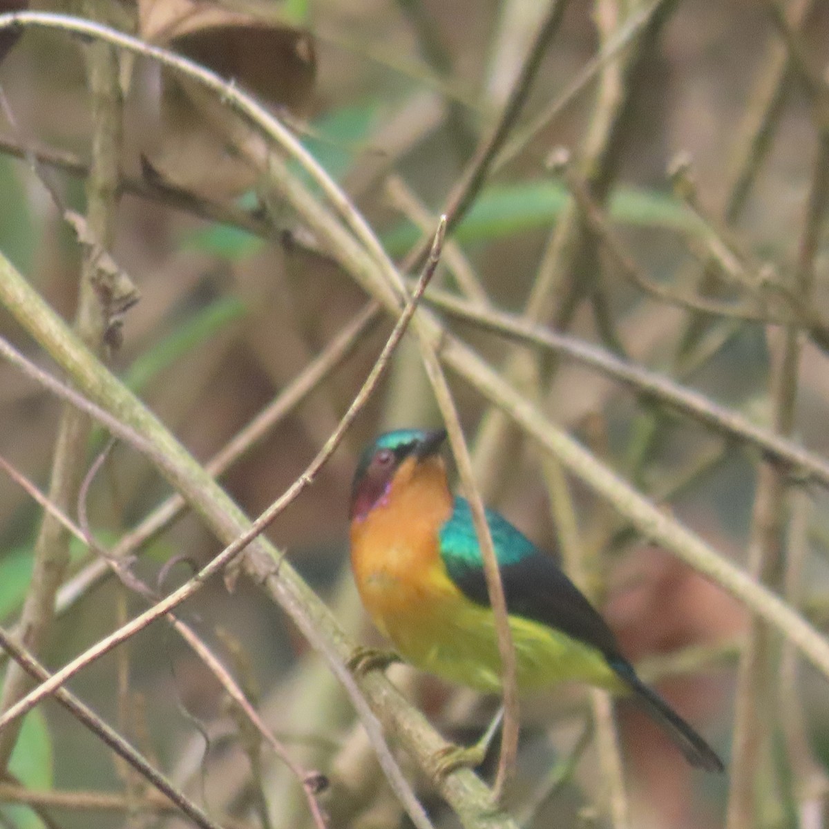 Ruby-cheeked Sunbird - ML638934603