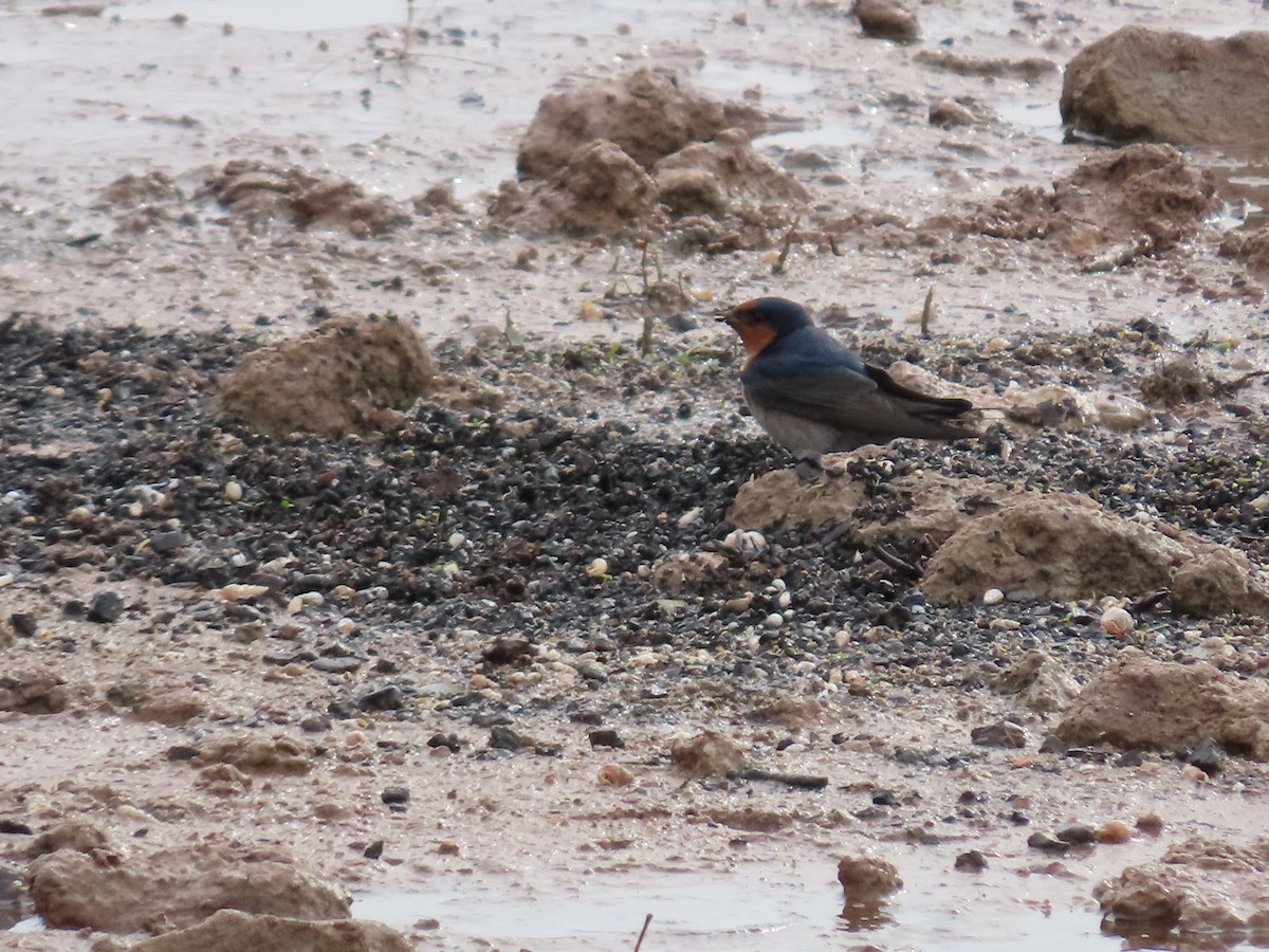 Welcome Swallow - ML638934605