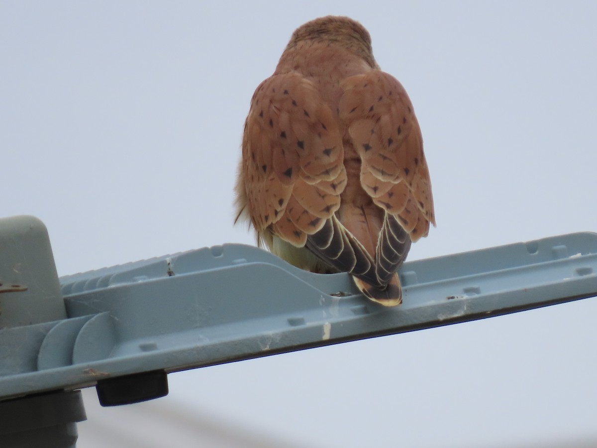 Nankeen Kestrel - ML638934607