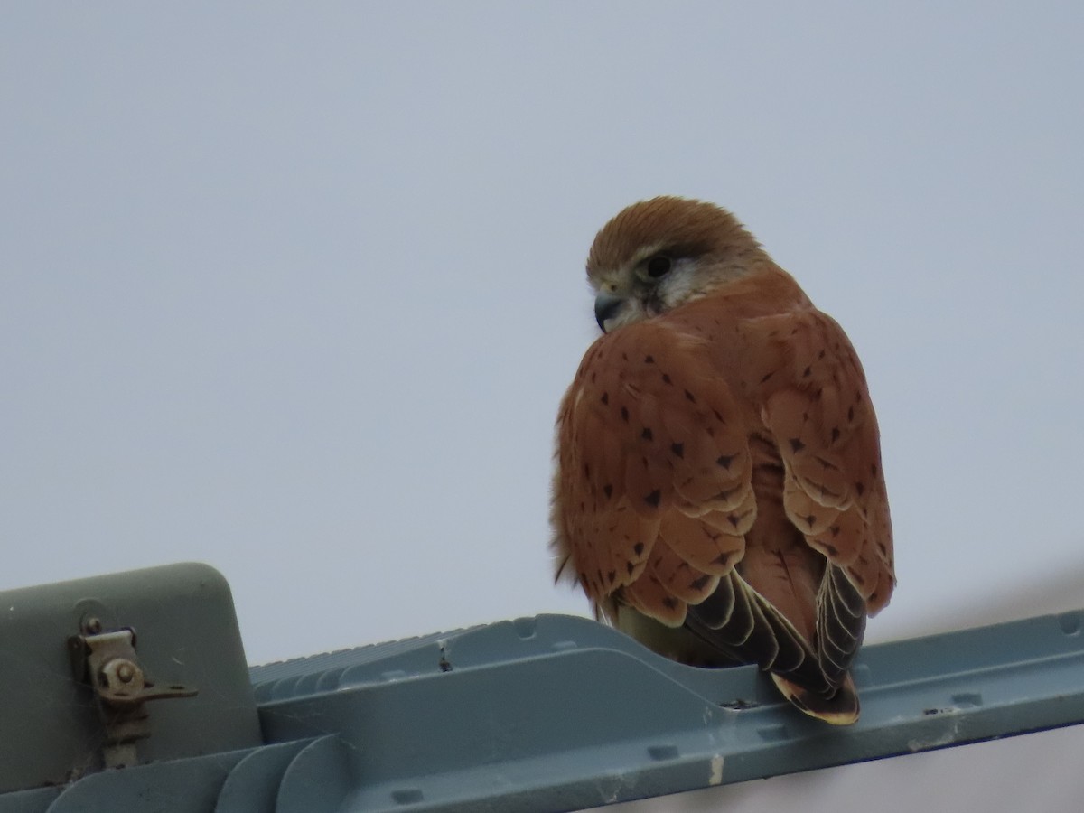 Nankeen Kestrel - ML638934608