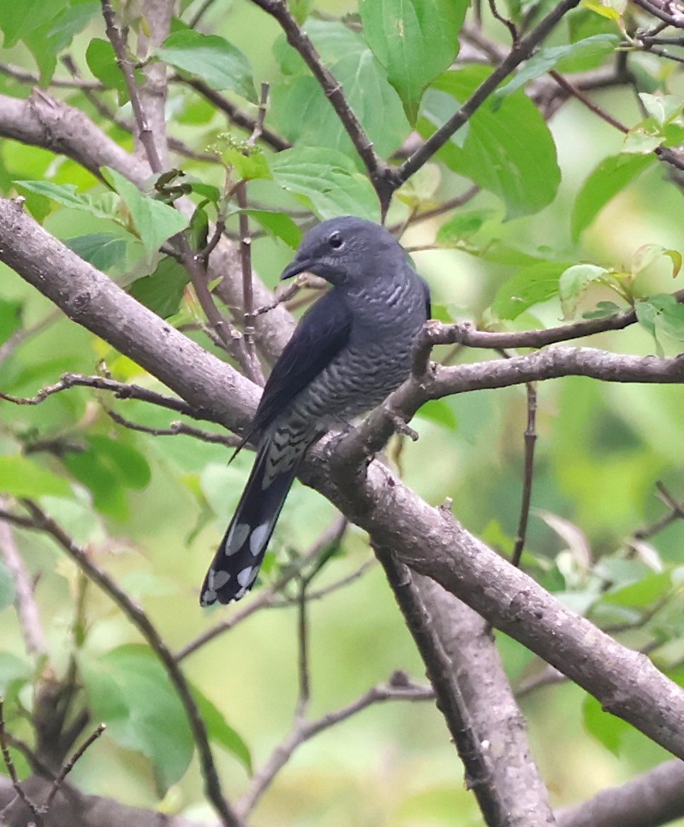 Black-winged Cuckooshrike - ML638934610