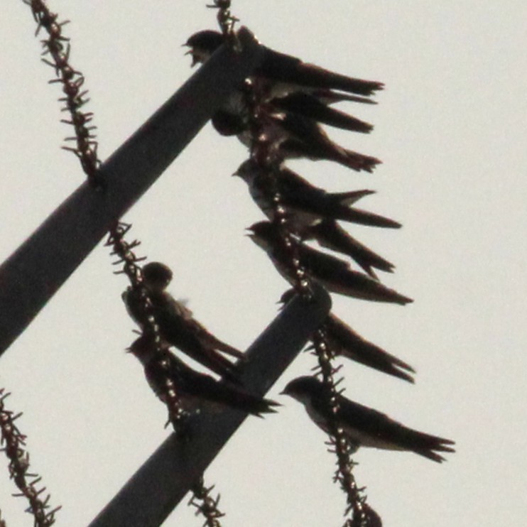 Tree Swallow - ML638934611