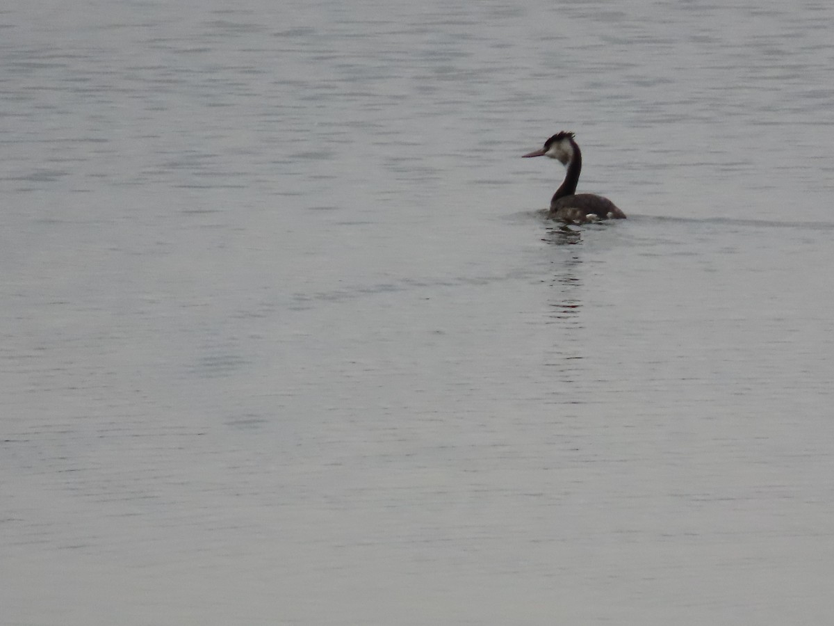 Great Crested Grebe - ML638934642