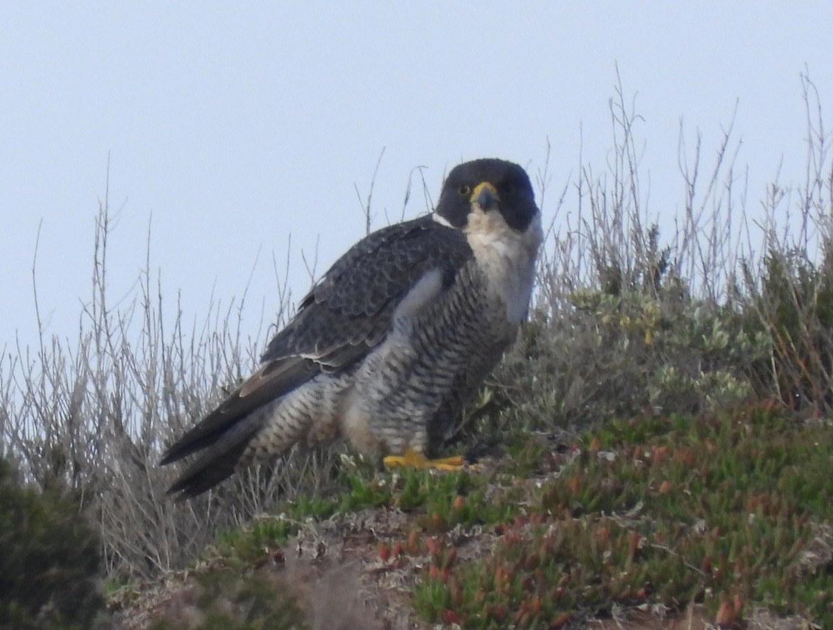 Peregrine Falcon - ML638934644