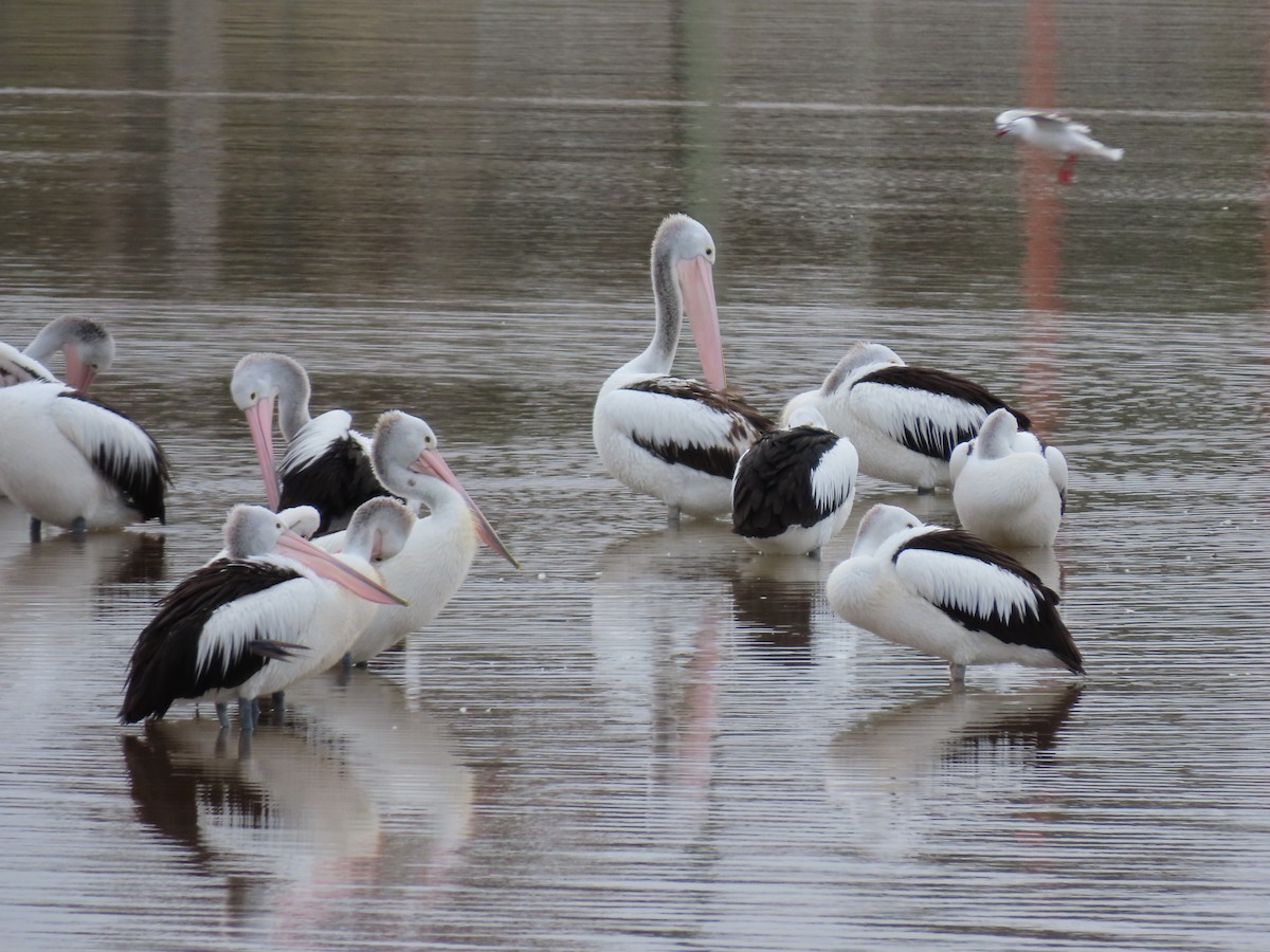 Australian Pelican - ML638934645