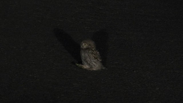 Little Owl - ML638934646