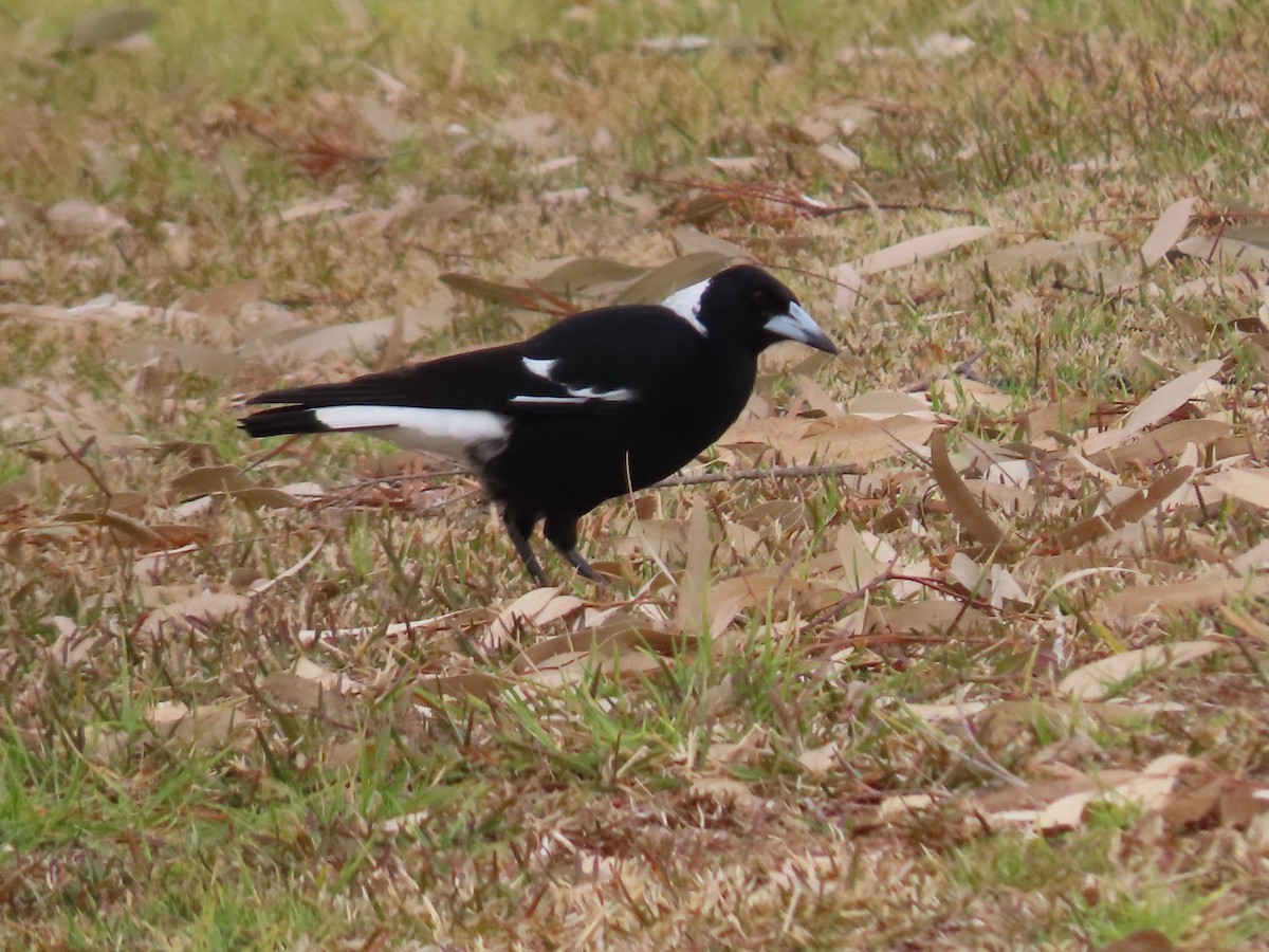 Australian Magpie (Black-backed) - ML638934647