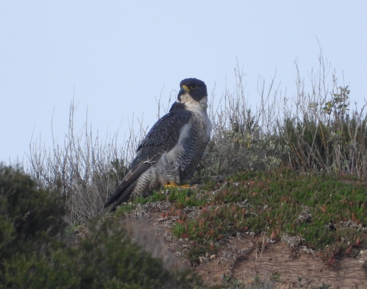 Peregrine Falcon - ML638934649