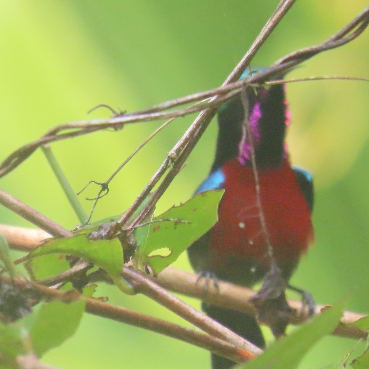 Van Hasselt's Sunbird - ML638934650