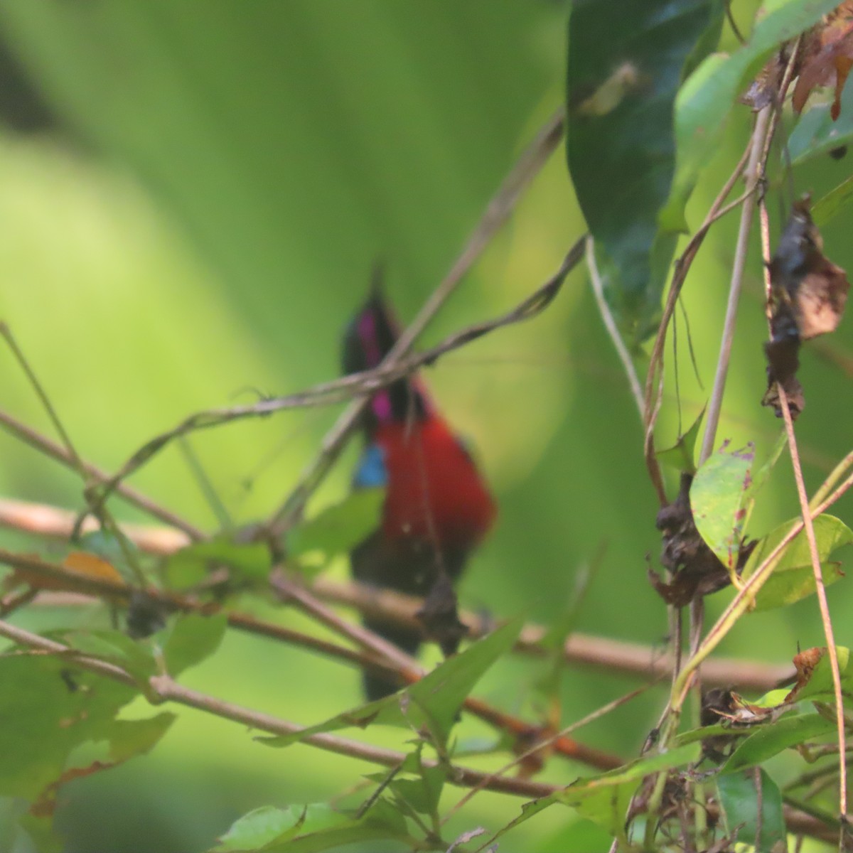 Van Hasselt's Sunbird - ML638934651