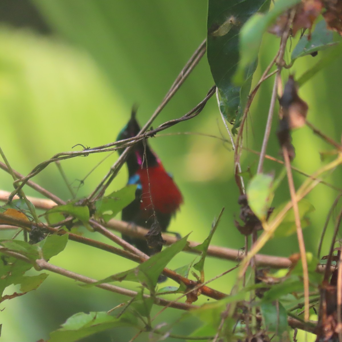 Van Hasselt's Sunbird - ML638934652