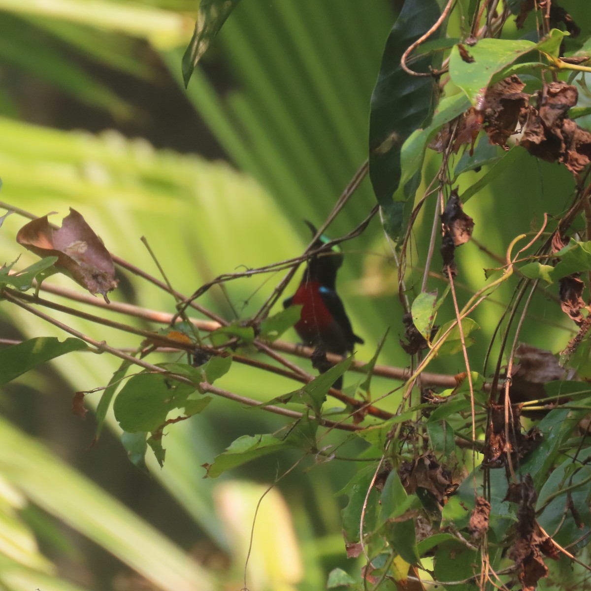 Van Hasselt's Sunbird - ML638934653