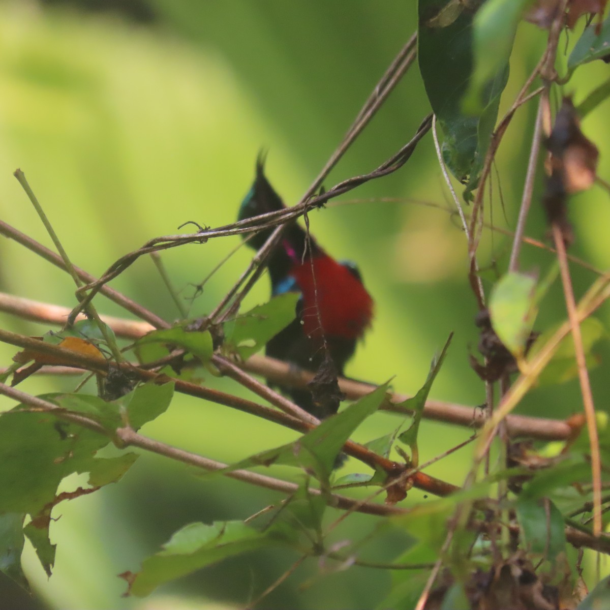 Van Hasselt's Sunbird - ML638934654