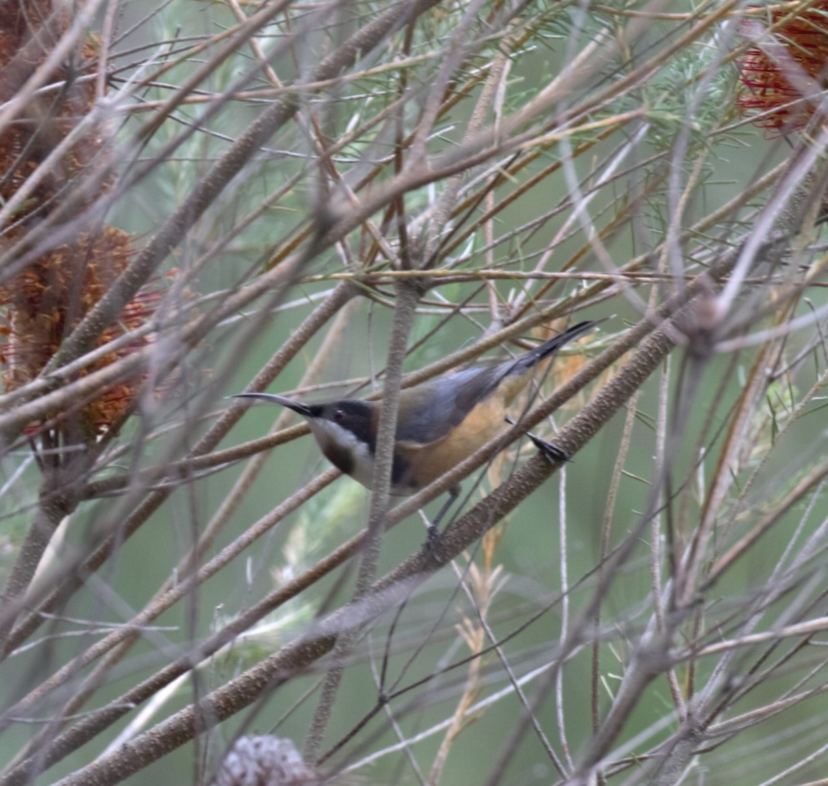 Eastern Spinebill - ML638934655