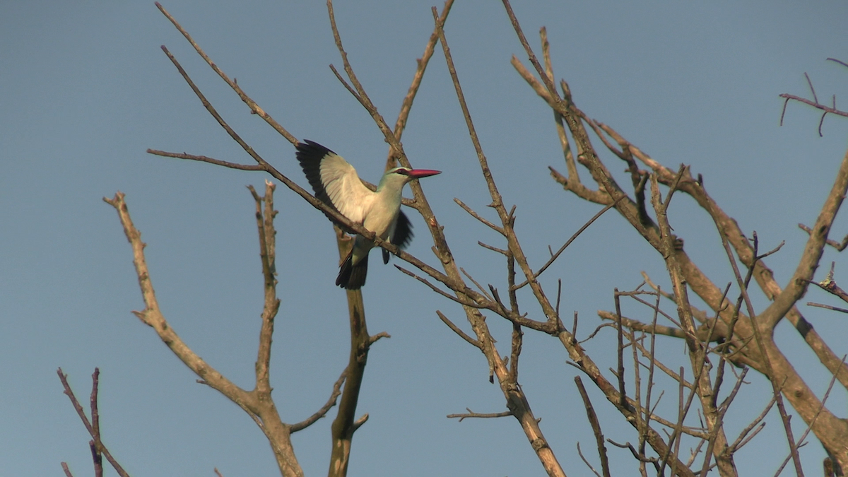 Woodland Kingfisher - ML638934660