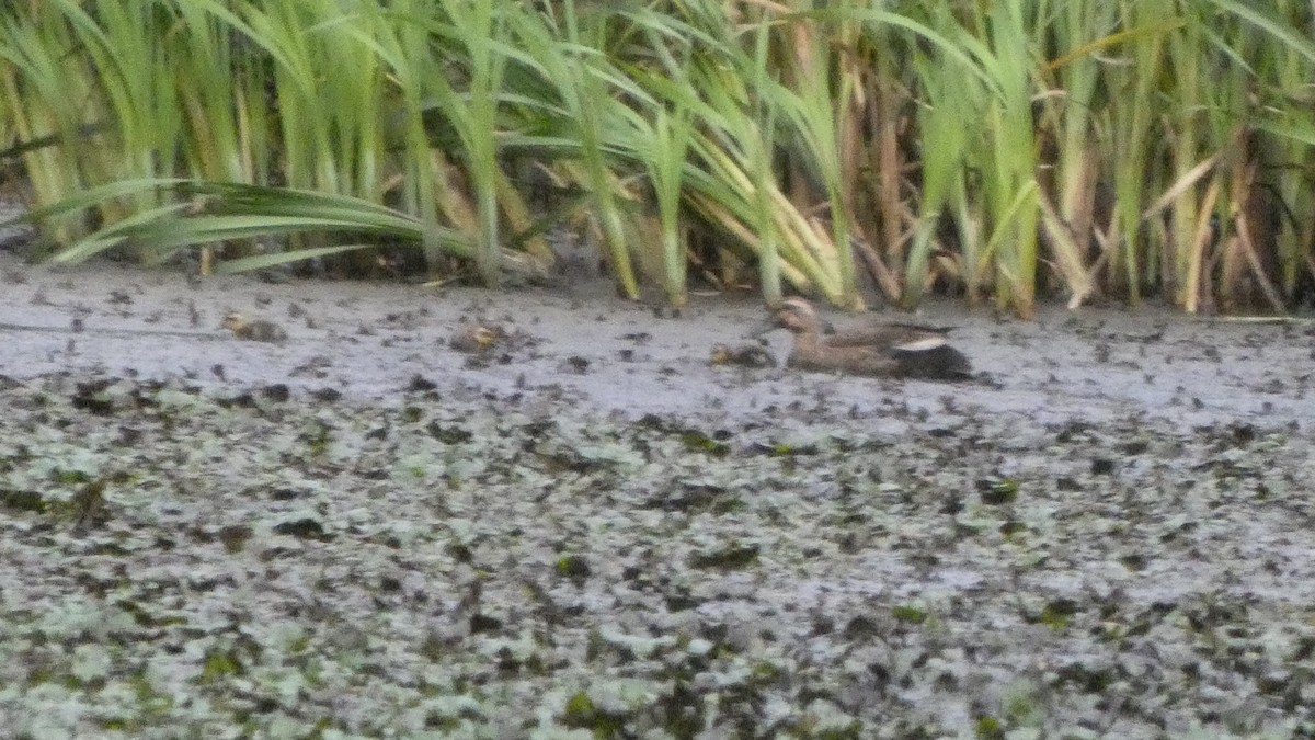 Eastern Spot-billed Duck - ML638934661