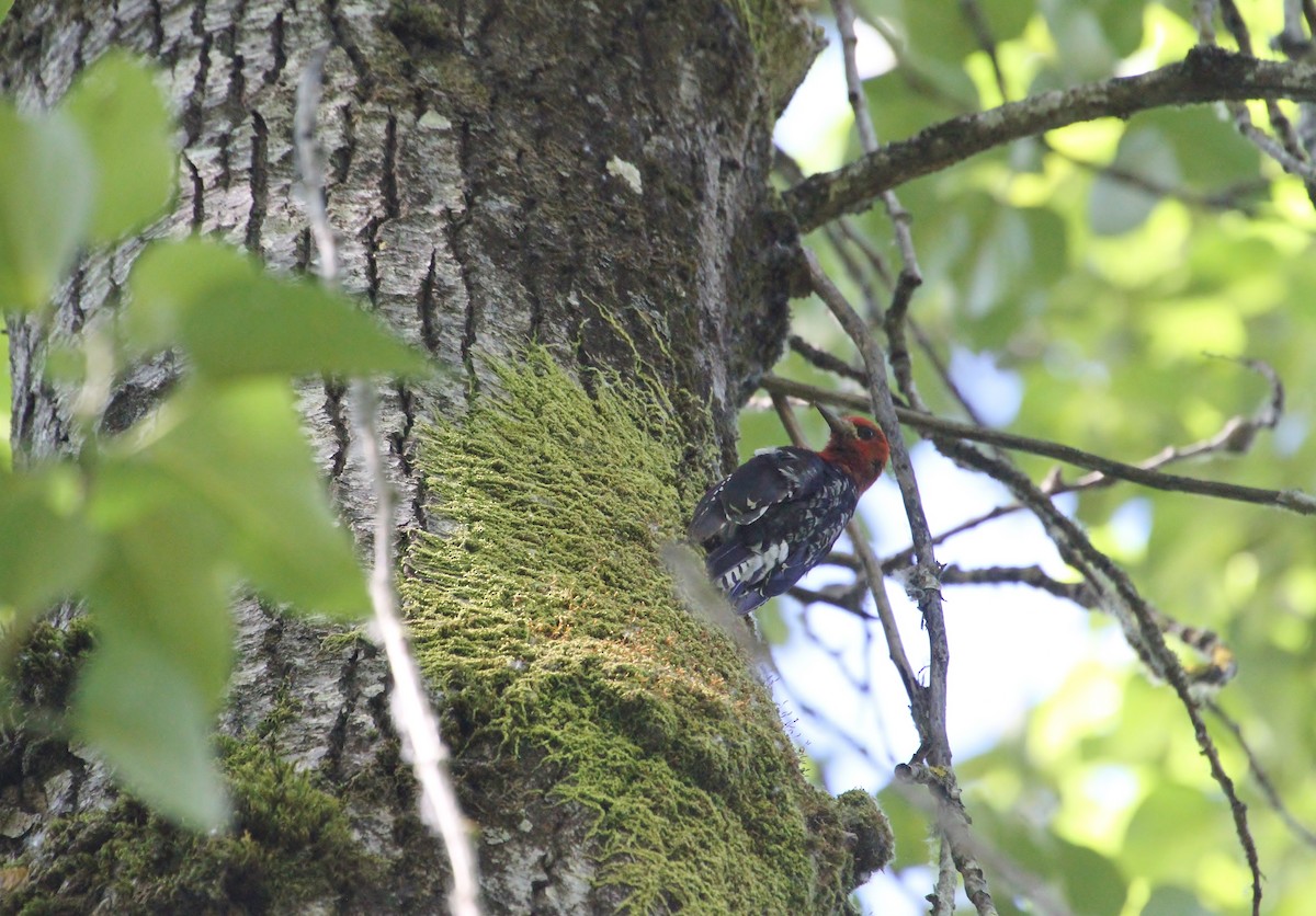 Red-breasted Sapsucker - ML638934663