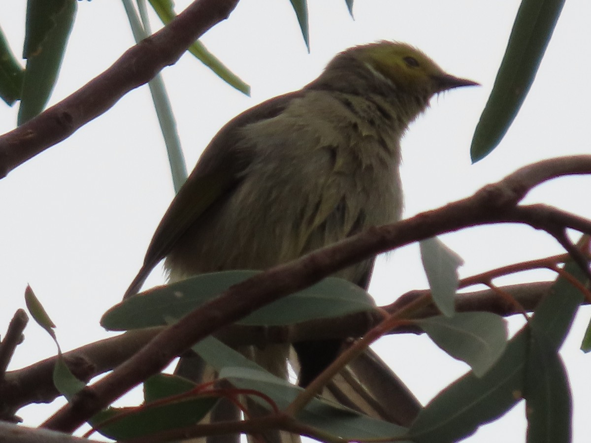 White-plumed Honeyeater - ML638934664