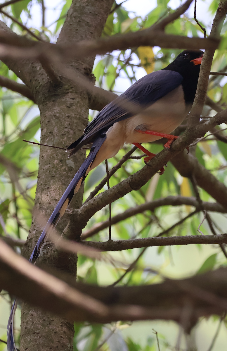 Red-billed Blue-Magpie - ML638934671