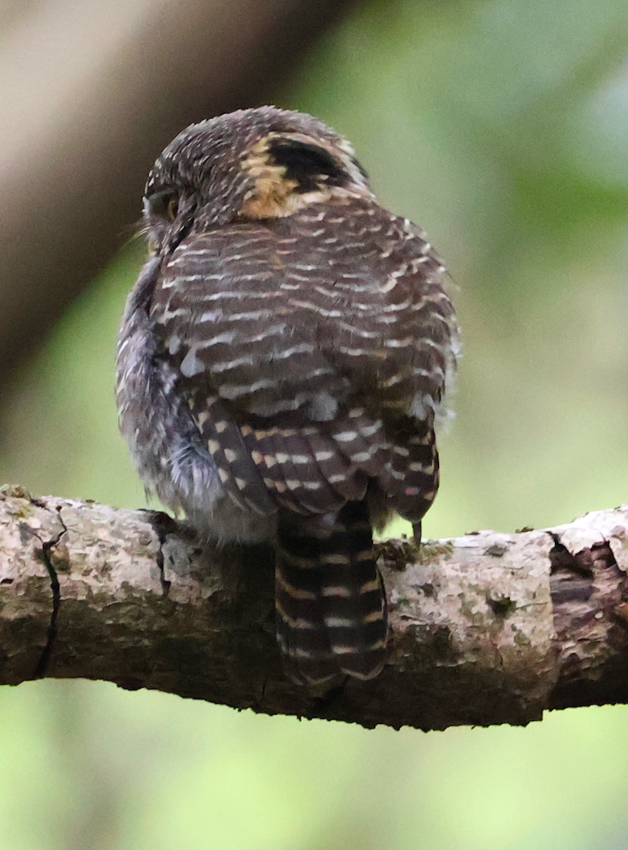 Collared Owlet - ML638934673