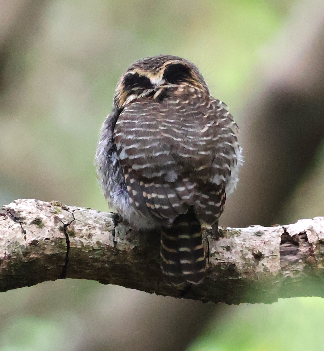 Collared Owlet - ML638934674