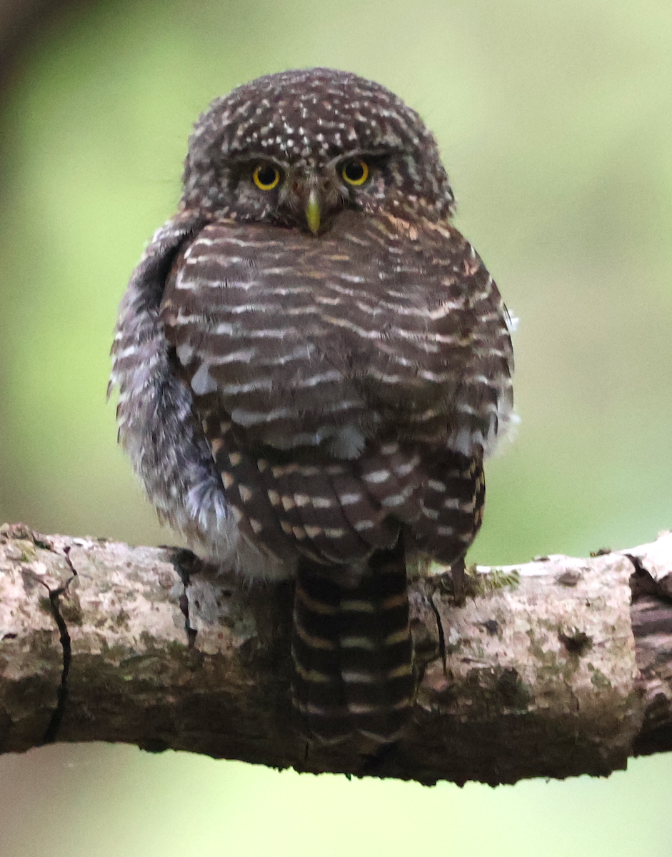 Collared Owlet - ML638934675
