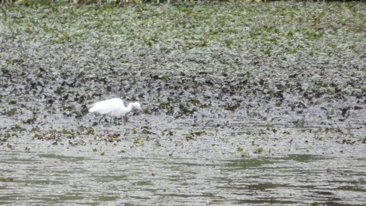 Great/Medium Egret - ML638934684