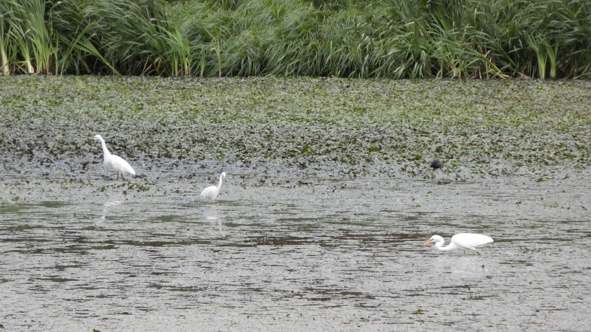 Great/Medium Egret - ML638934685