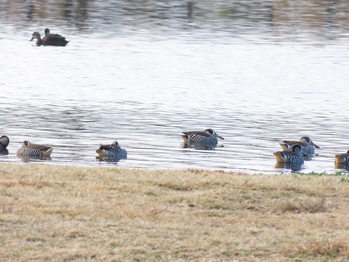 Pink-eared Duck - ML638934690
