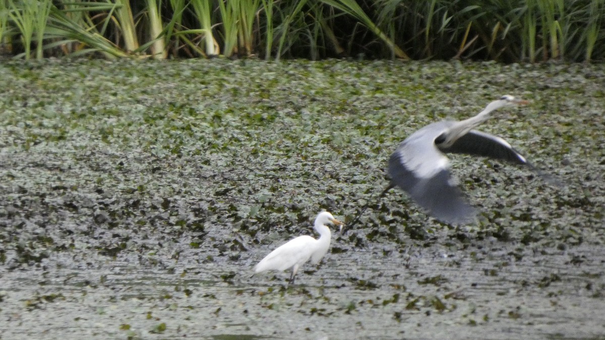 Great/Medium Egret - ML638934693