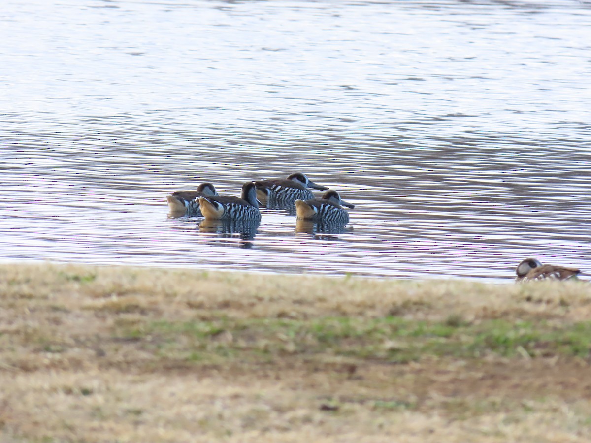 Pink-eared Duck - ML638934694