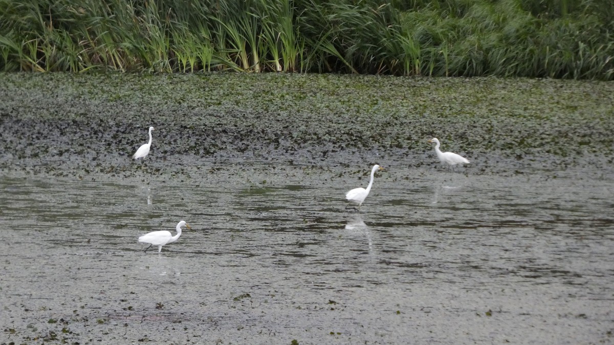 Great/Medium Egret - ML638934695