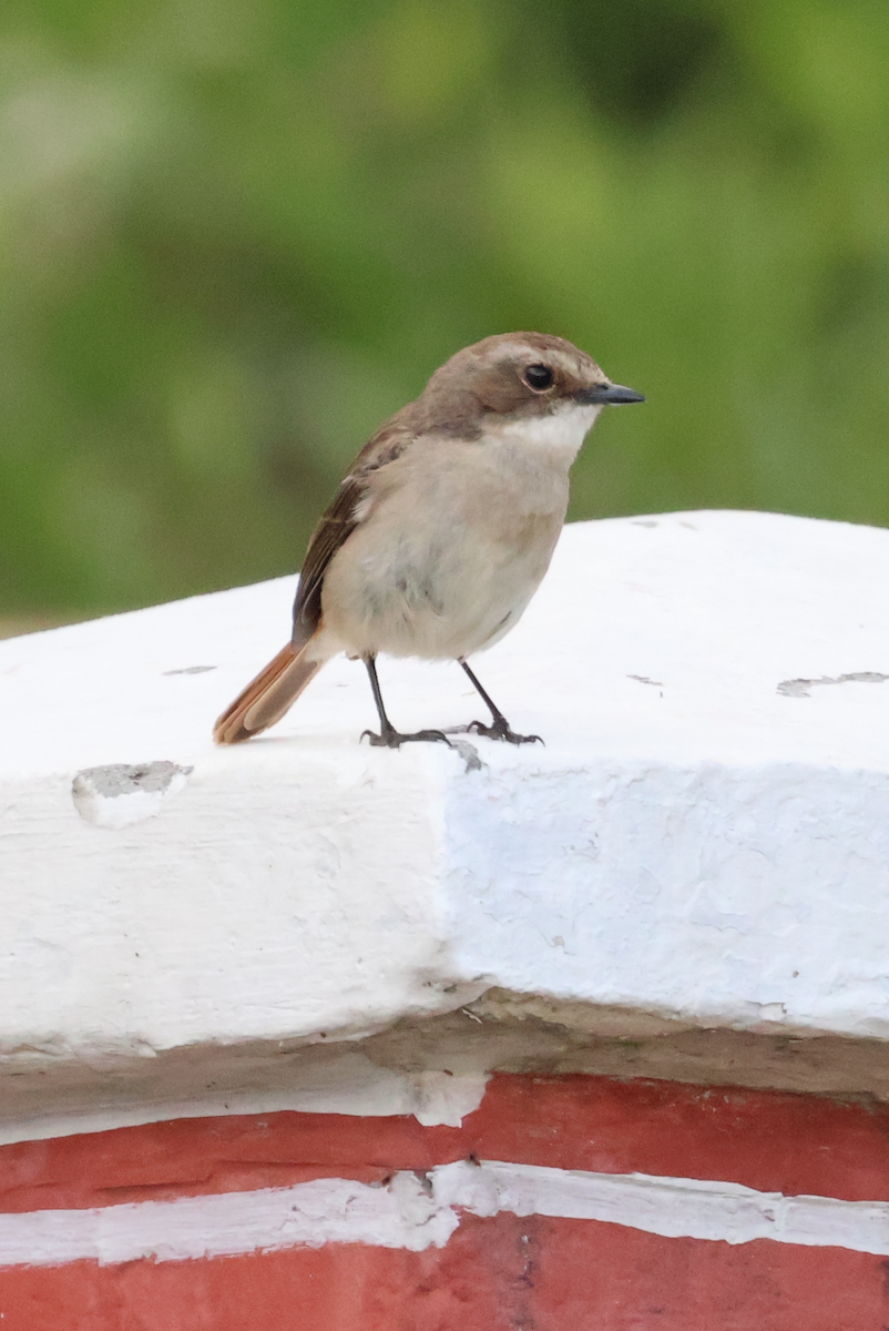Passeriformes sp. (Old World warbler sp.) - ML638934733